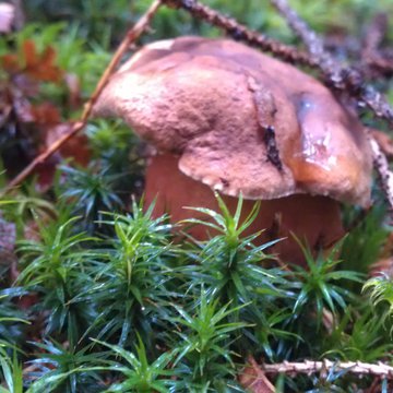 Quis nibh convallis fringilla