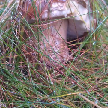 Quis nibh convallis fringilla