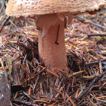 Quis nibh convallis fringilla