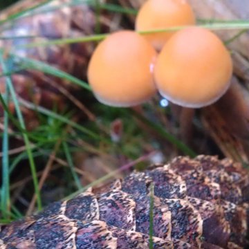 Quis nibh convallis fringilla